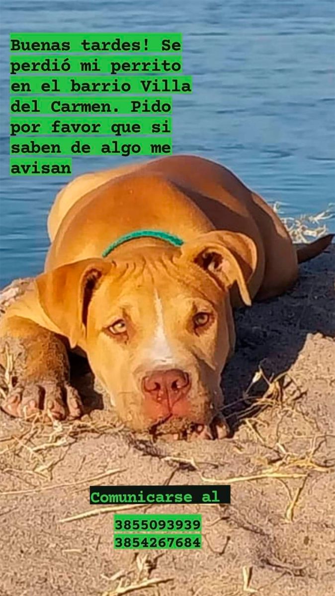Una familia busca desesperadamente a su perro en el barrio Villa del ...