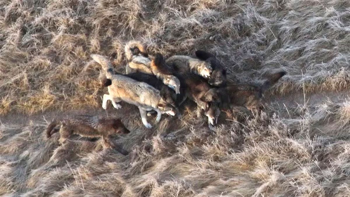 Lobos en Yellowstone 