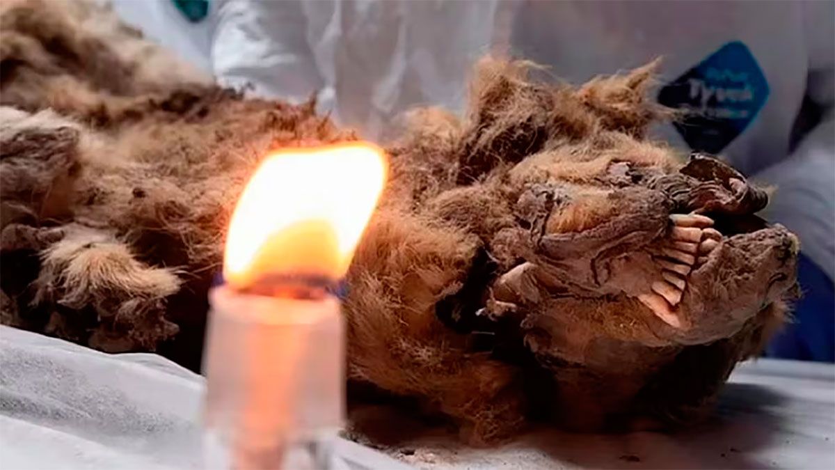 Lobo de 44.000 años 