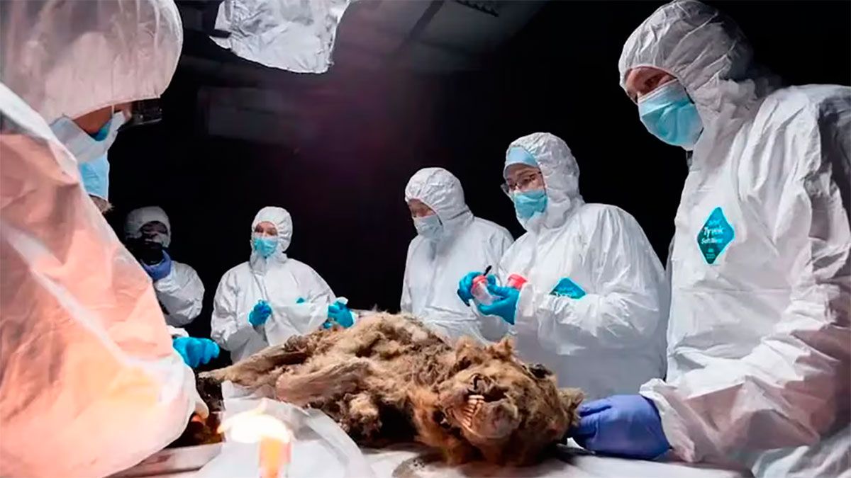 Lobo de 44.000 años 