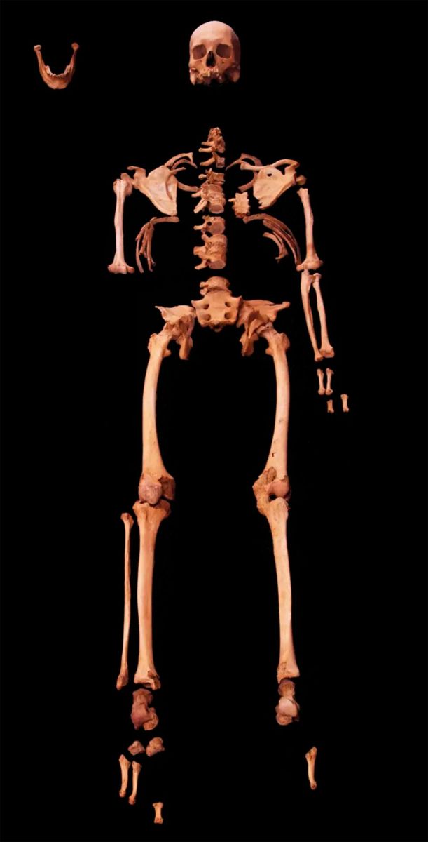 El esqueleto recuperado 