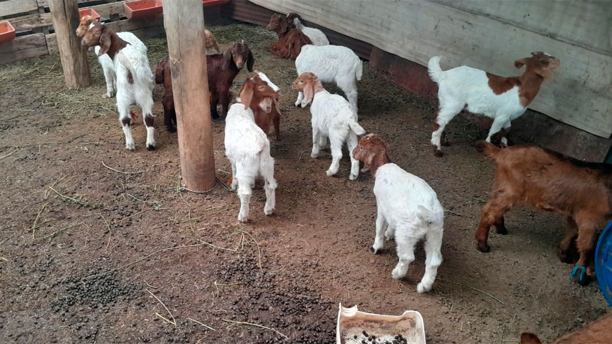 Capacitación caprina 