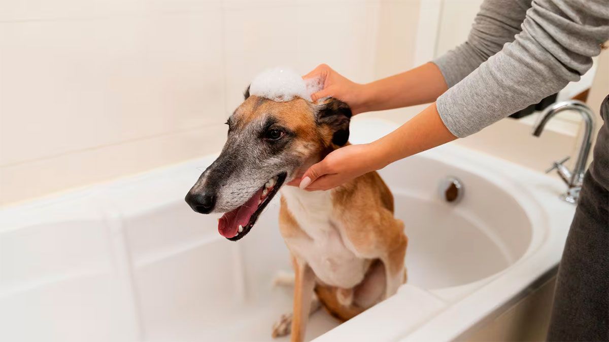 Bañar los perros una vez por mes  