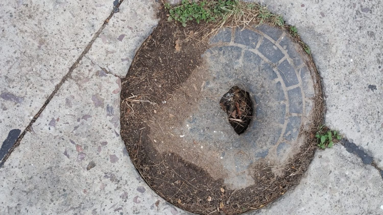 Calle Dardo del Valle Gómez en intersección con Albert Sabín 