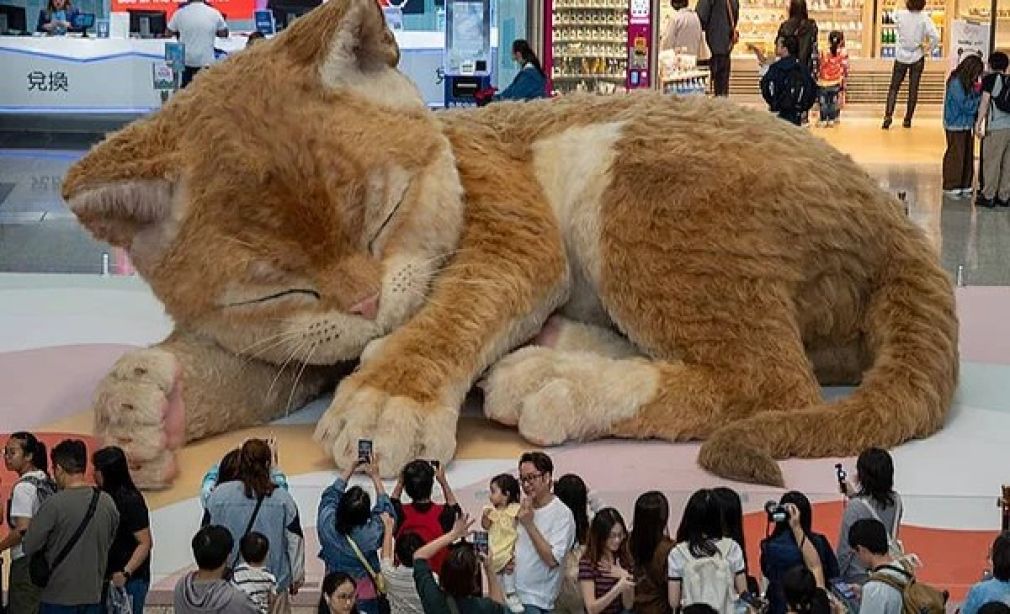 Un gato gigante cautiva a los viajeros en el aeropuerto internacional