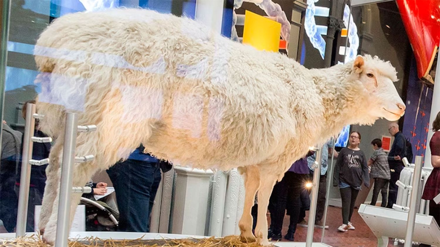 Dolly en el Museo Nacional de Escocia 