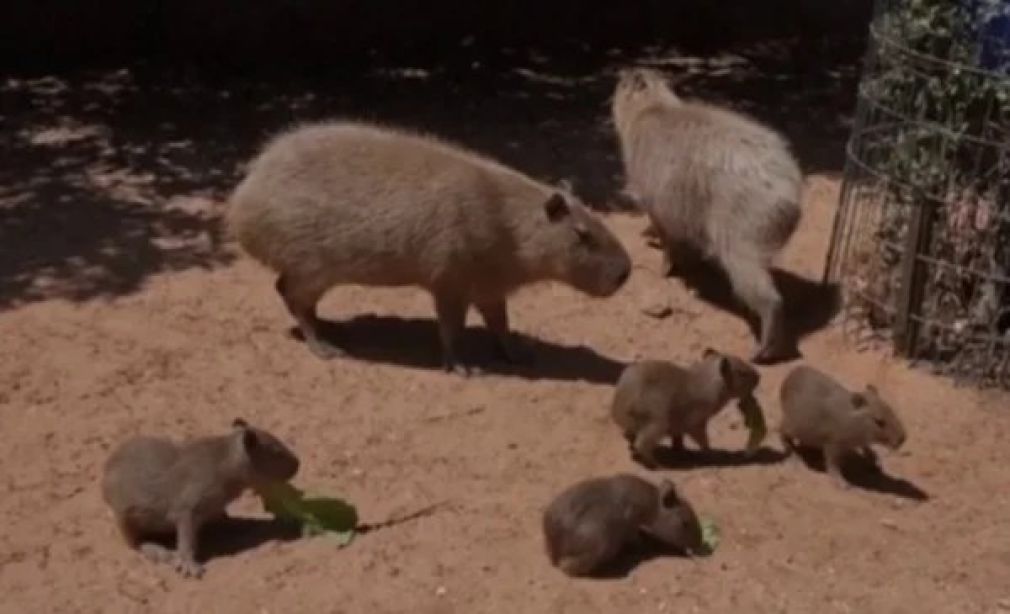 Cuatro capibaras nacen con nombres de The Beatles en zoológico de Jerusalén