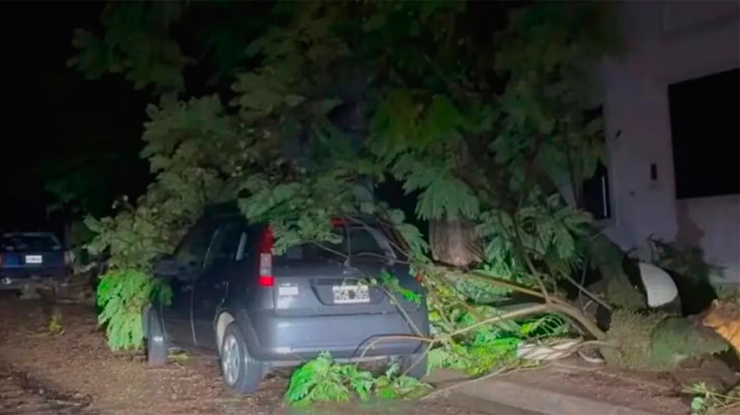 Tragedia en Entre Ríos: un árbol cayó sobre una casa y murió una mujer de 76 ...
