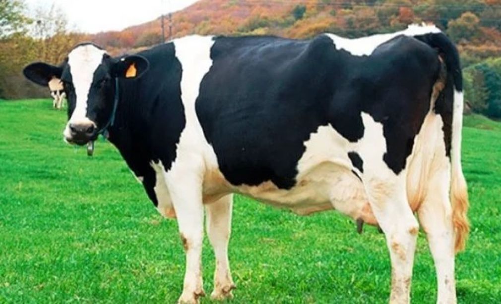 Una vaca con un sorprendente rostro se vuelve viral en redes sociales - Diario Panorama