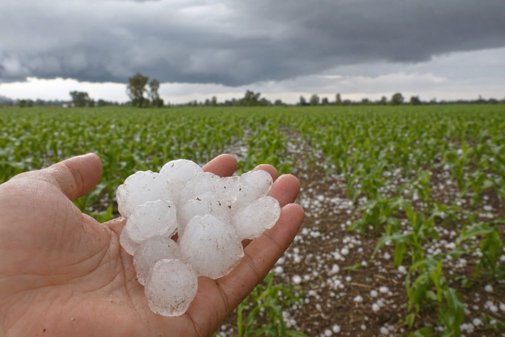 La historia del granizo y su impacto en la agricultura - Diario Panorama