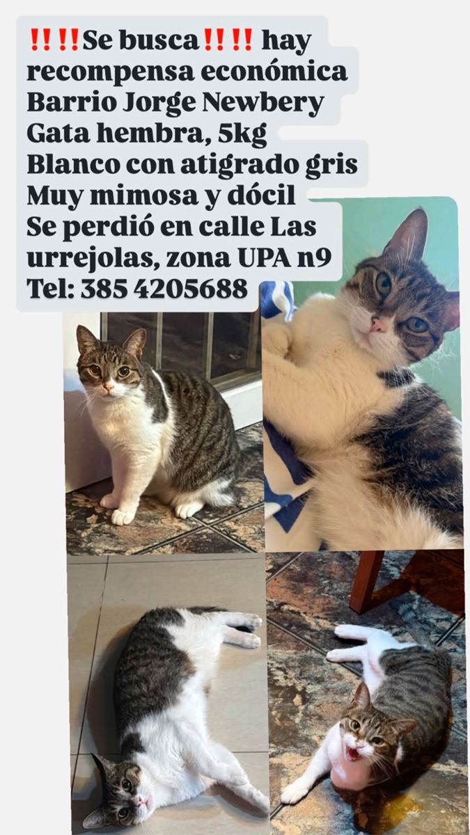 Gatita desaparecida