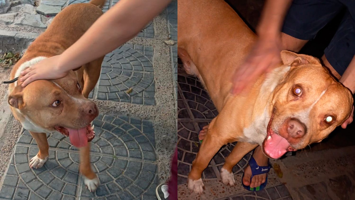 Cachorro Pitbull encontrado en una vivienda